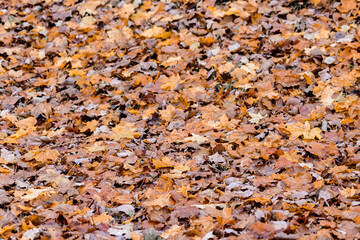 Background group autumn orange leaves.