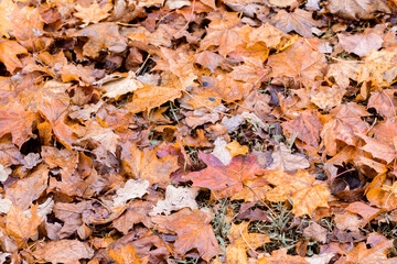 Background group autumn orange leaves.