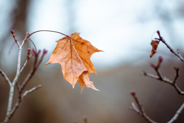 Autumn leaf alone on a branch-autumn background