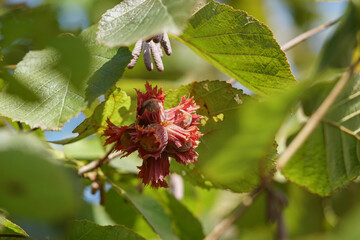 A bunch of ripening hazelnuts
