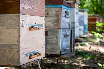 Wooden hive with flying bees