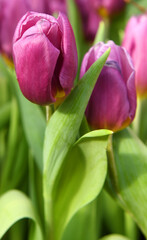 Tulip Copex with vivid purple petals with pink veins in spring