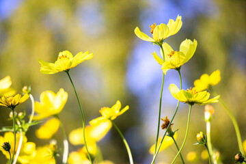 快晴の空の下　秋風に揺れるキバナコスモスの花