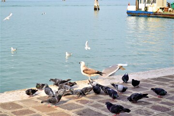 Venedig (Venice) City views during sunny day. Magnificent city of gondolas, ancient houses, old bridges, green water and channels, birds, seagulls. All these are in Venice, Italy.