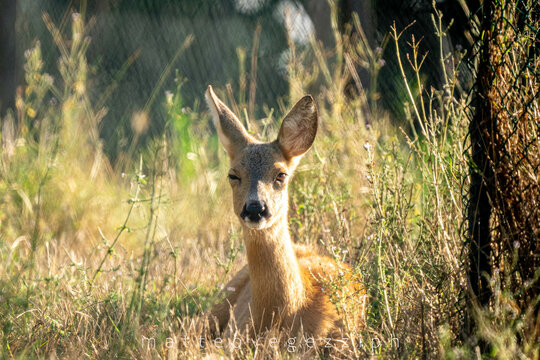 Capriolo 