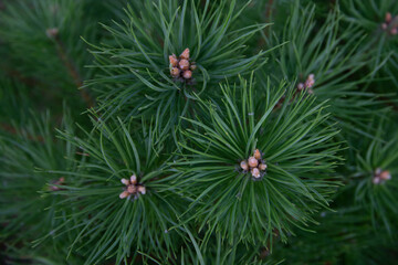 green pine shoots from above