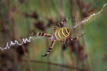 Wasp Spider - Argiope bruennichi, beautiful colored orb-wieving spider from European meadows and bushes, Switzerland.
