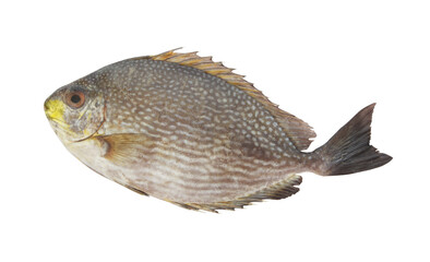 Rabbitfish or spinefoot fish isolated on white 