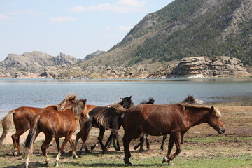 Horses running in a meadow in the mountains