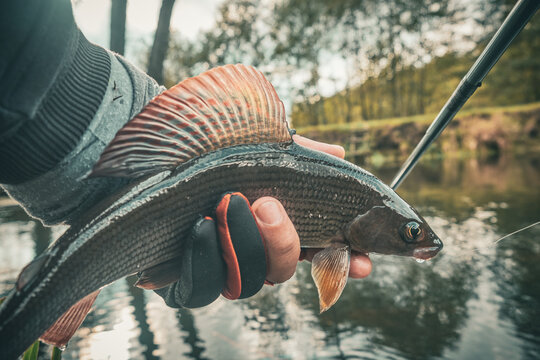 The fisherman holds a grayling in his hand.