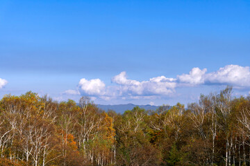 Obraz premium 広い青空に紅葉した白樺林／八千穂レイク（長野県八千穂高原）