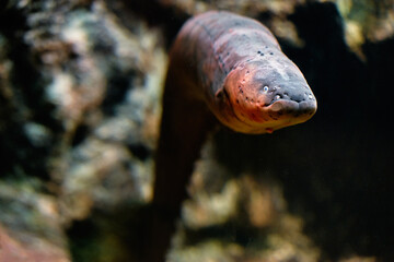 Sea wild eel in aquarium.