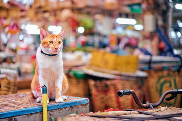 Lovely kitten at Bangkok Market being distracted by something