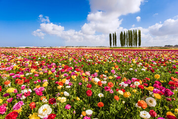Spring in the south of Israel