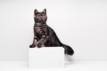 Adorable scottish black tabby kitten on white background.