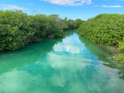 Beautiful landscape of river lagoon and mangroves trees, mangrove forest and scenic river landscape in Sian Ka&rsquo;an biosphere reserve