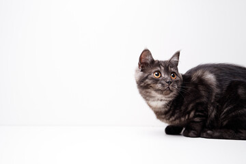 Adorable scottish black tabby kitten on white background.