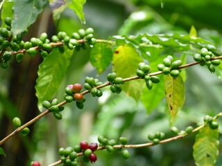 Kaffee wird in über 50 Ländern weltweit angebaut. Hier in Vilcabamba, Ecuador.