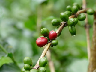 Kaffee wird in über 50 Ländern weltweit angebaut. Hier in Vilcabamba, Ecuador.