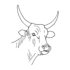 Bull head icon thin line, farm animal concept, cattle sign on white background, bull head silhouette icon in outline style for coloring, mobile concept and web design.