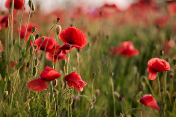 Close up of red poppy flower on the field.