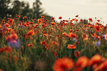 Beautiful landscape with red poppy flowers field.