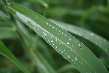 Water droplets on the green grass after the rain