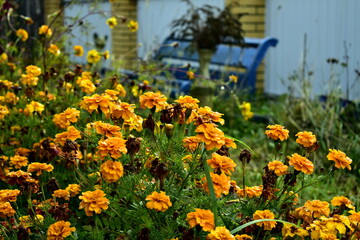 flower bed with yellow flowers in the garden