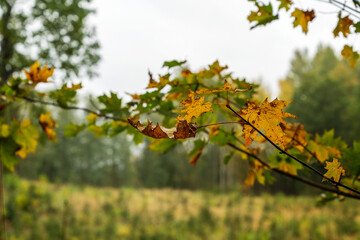 Maple tree branch in beautiful replanted forest background. Fall season beauty in soft rain.