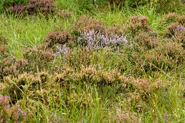 Expanse of common heather - Calluna vulgaris