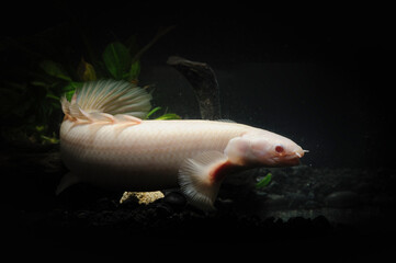 Bichir fish in the turbid water