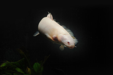 Bichir fish in the turbid water