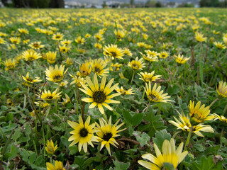 Obraz premium 黄色い花の花畑