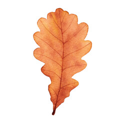 Watercolor autumn oak leaf. Hand drawn illustration isolated on white background.