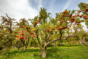 Naklejka premium apple and apple orchards, Amasya Apple
