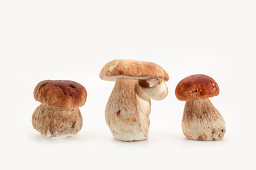 Beautiful fresh porcini mushrooms  on white background isolated season healthy food 