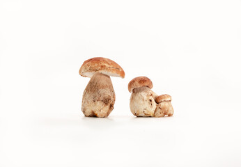 Beautiful fresh porcini mushrooms  on white background isolated season healthy food 