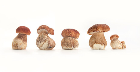 Beautiful fresh porcini mushrooms  on white background isolated season healthy food 