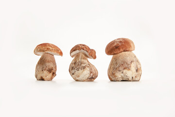 Beautiful fresh porcini mushrooms  on white background isolated season healthy food 