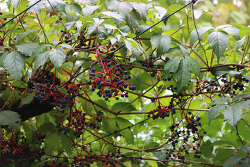 Virginia creeper plant with purple ripe berries on branches. Parthenocissus quinquefolia in the...