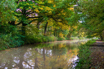 autumn in the forest