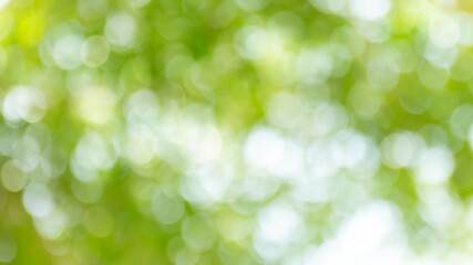 bokeh tree nature beautiful for background, abstract bokeh green forest background, blurred nature with sunlight for background