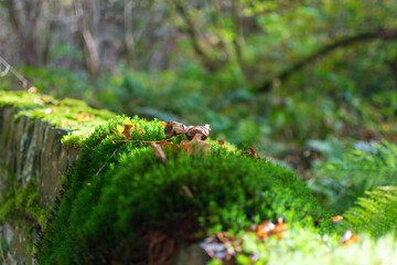 green moss on the tree
