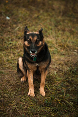 Cute, rescued, sad german shepherd dog posing in nature