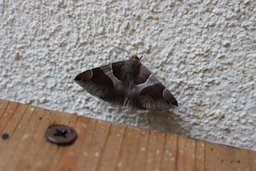 Dysgonia algira brown moth on a wall on selective focus. Passenger moth