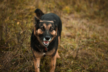 Cute, rescued, sad german shepherd dog posing in nature