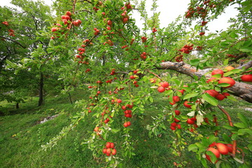 
apple and apple orchards, Amasya Apple