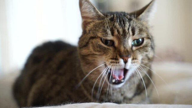 Resting and yawning kitten close up