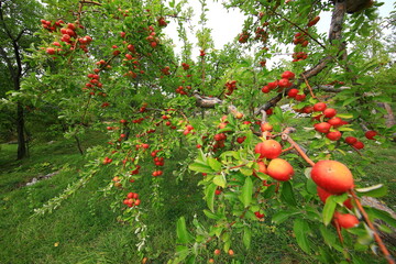 
apple and apple orchards, Amasya Apple