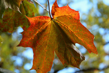 Fototapeta na wymiar autumn red maple leaf close up